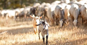 Andalusie rondreis en vakantiehuizen Spanje Natuurlijk wandelen met de schaapherder