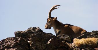 Cabra montesa wilde berggeit Andalusie